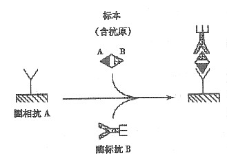 下图所示的为哪一种elisa技术的反应原理示意图)